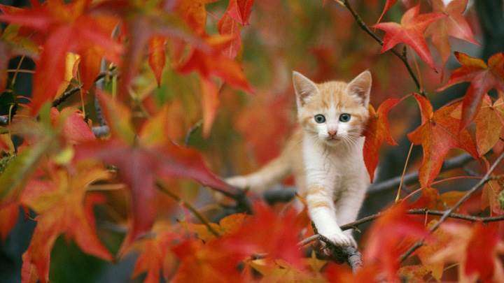 Cat Is Doing Fun On A Tree